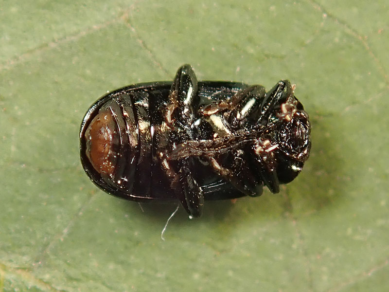 Chrysomelidae: Phaedon armoraciae? No, Phratora laticollis